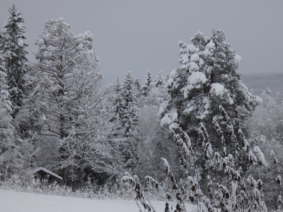 Endelig vinter