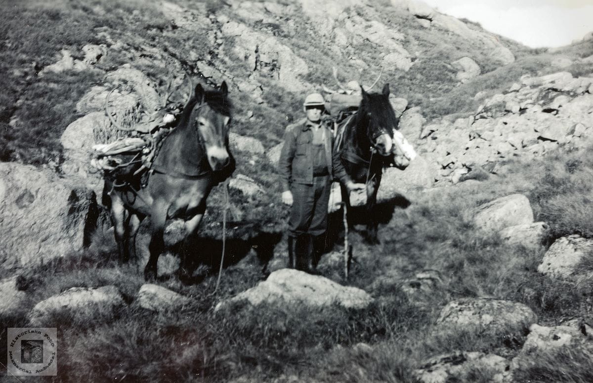 Villrein og ferdsel 2 - med kløvhest i villreinfjellet