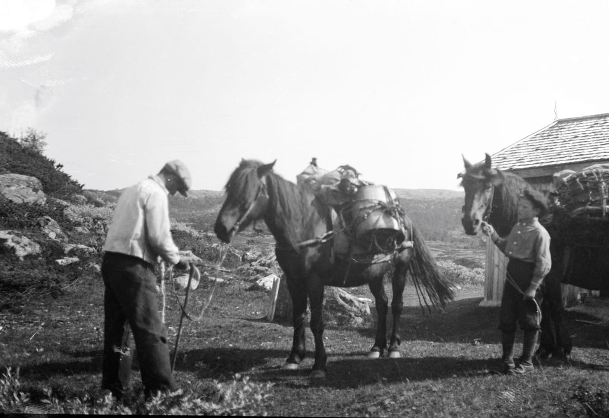 Villrein og ferdsel 1 – kløvjing i villreinfjellet