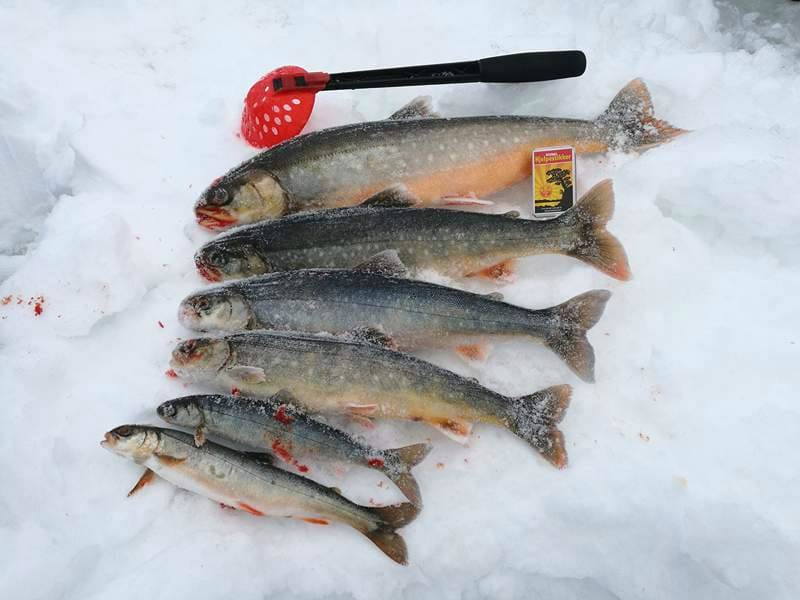 Fiskekonkurranse på Gråsjøen langfredag