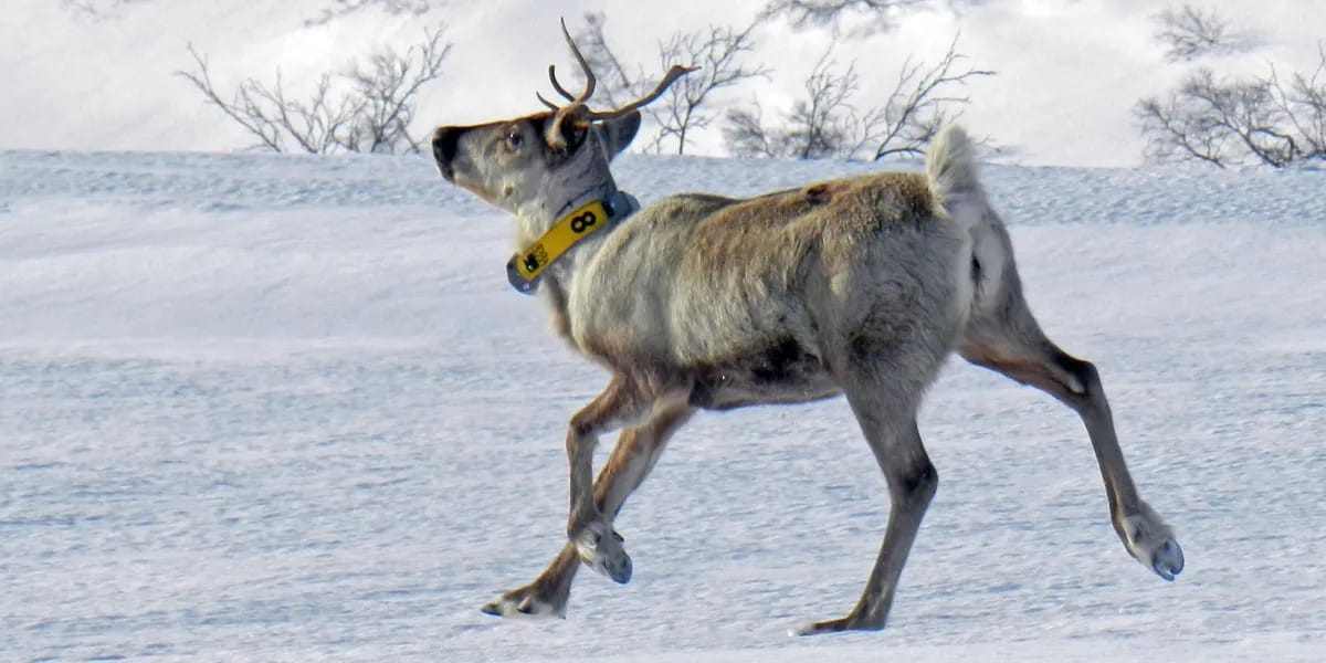 Villrein på utflukt