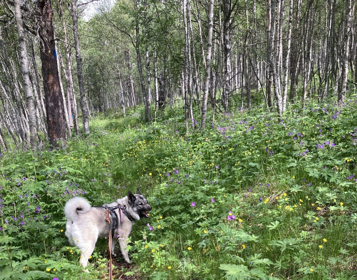 Litt av hvert