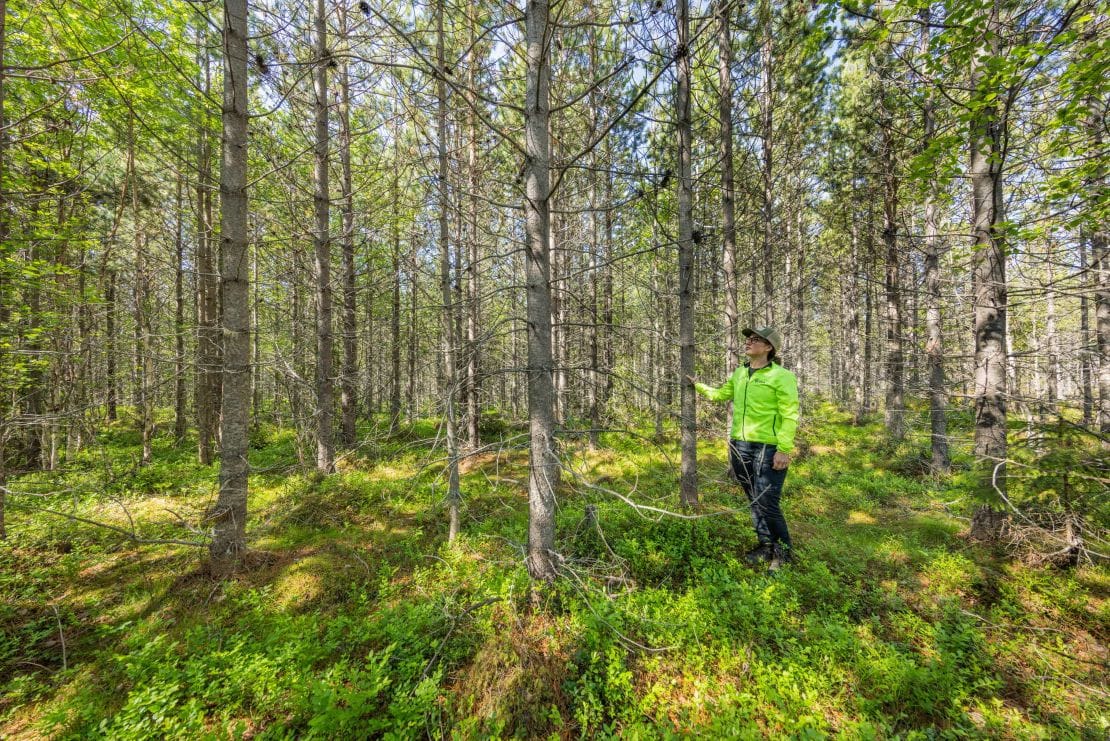 Contortaen skal vekk