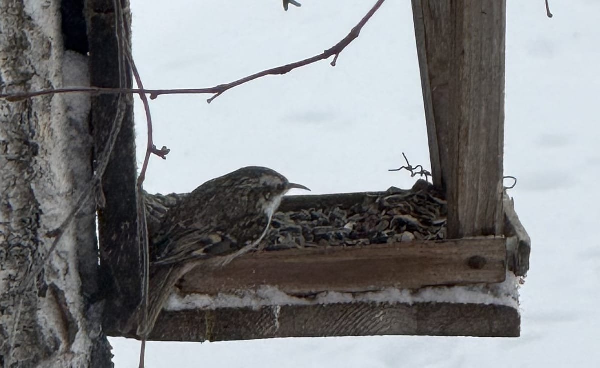 Sjelden gjest på fuglebrettet