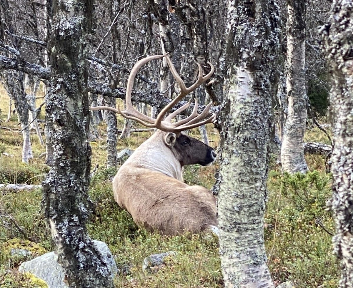 På parti med villreinen