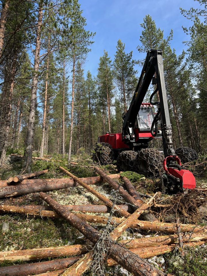 Skogen tynnes