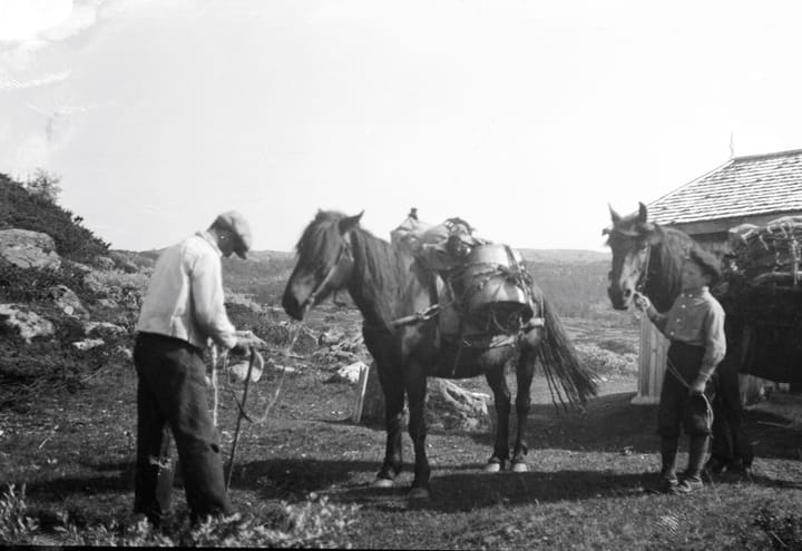 Villrein og ferdsel 1 – kløvjing i villreinfjellet