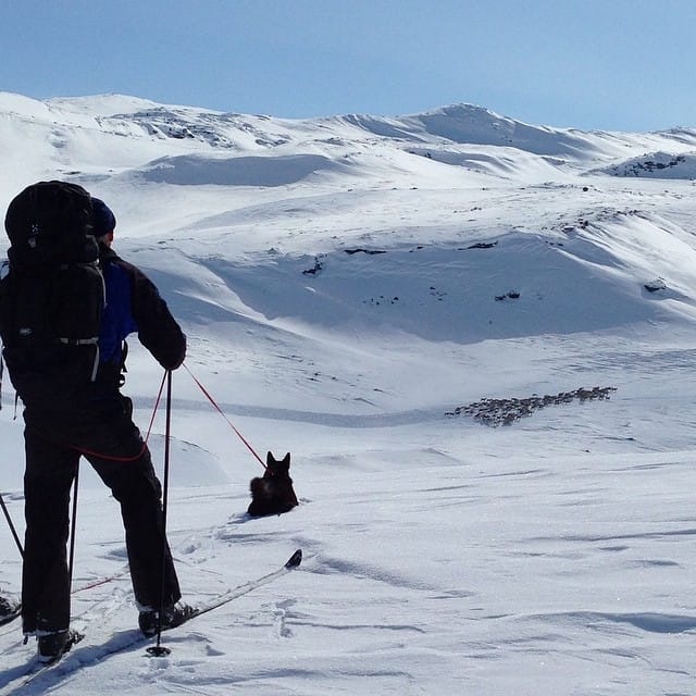 Ta hensyn til villreinen i påskefjellet