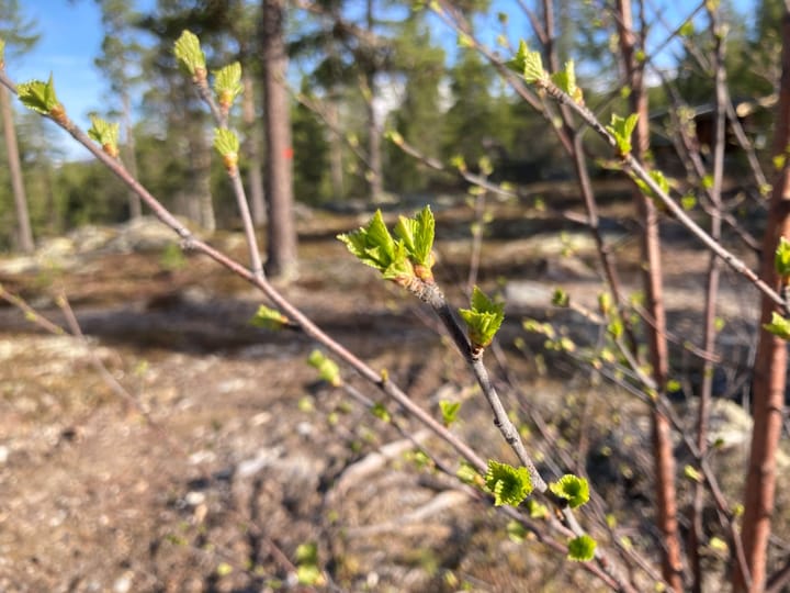 Nå skjer det!