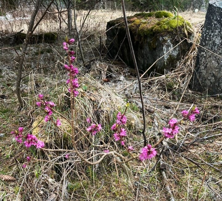 Nå blomstrer tysbasten