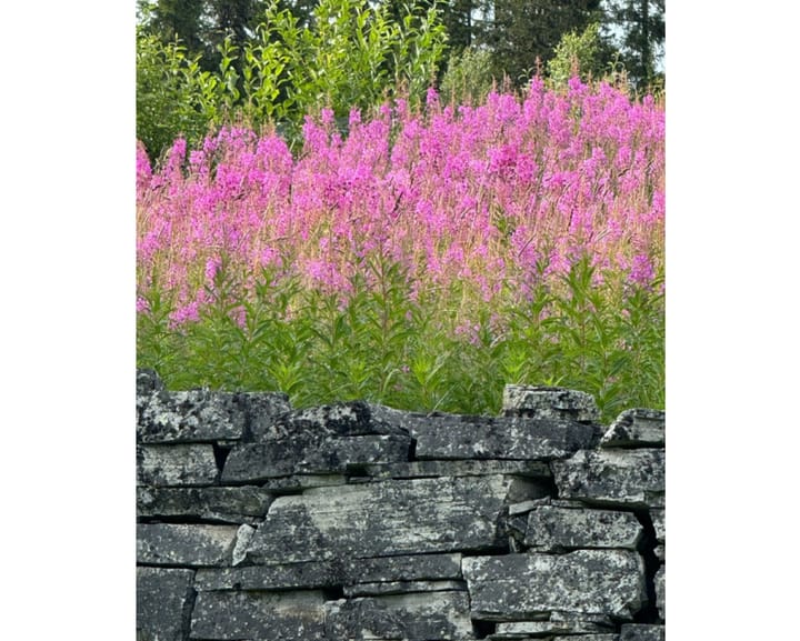 Ved kirkemuren