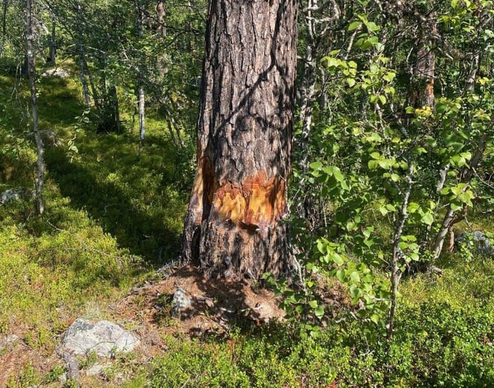 Hærverk i skogen