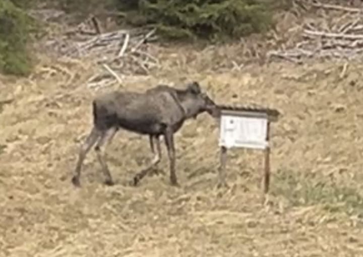 Tid for safari