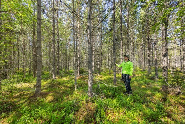 Contortaen skal vekk