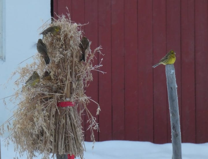 Stor trafikk i juleneket
