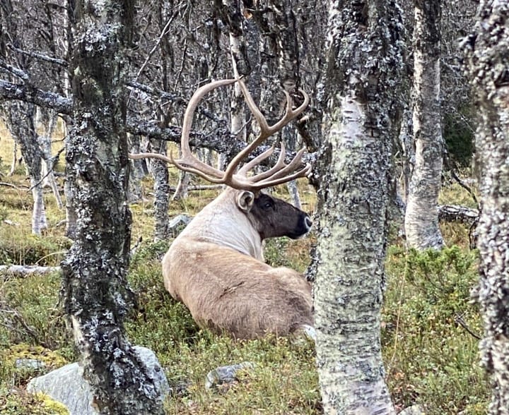 På parti med villreinen